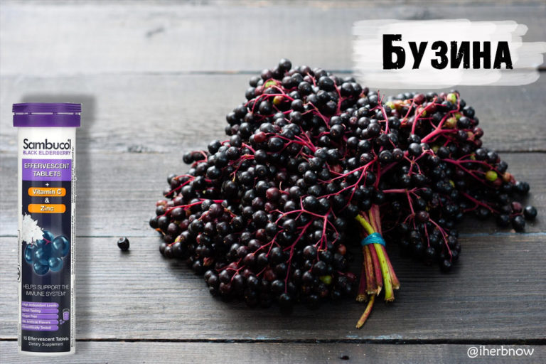 Подробнее о статье Для чего принимать бузину и какая польза — инструкция